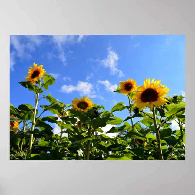 Sunshine & Sunflowers Poster (Front)