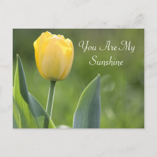 Sunshine Tulip Photography Postcard