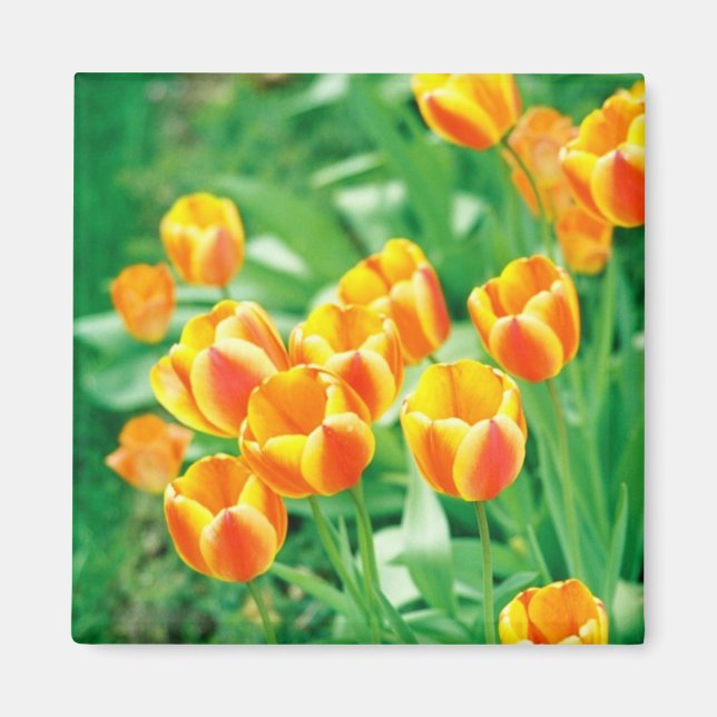 Sunshine tulips magnet (Front)