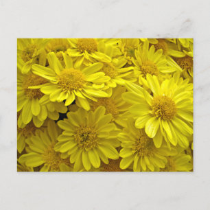 Sunshine Yellow Chrysanthemums Postcard