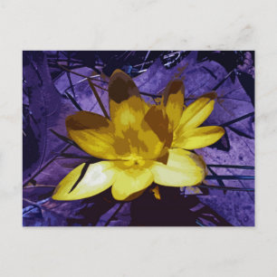 Sunshine Yellow Crocus Postcard