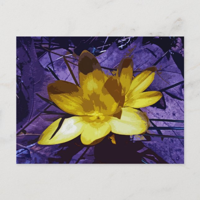 Sunshine Yellow Crocus Postcard (Front)