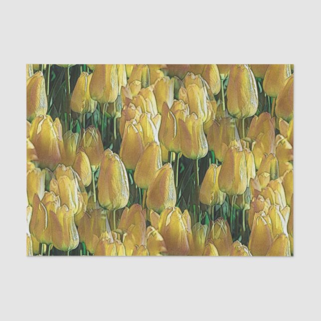 Sunshine Yellow Tulips Tissue Paper (Front)
