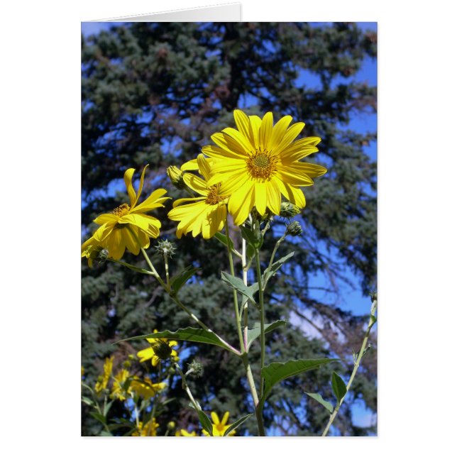 Sunshiny day! (Front)