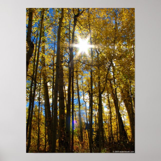 Sunstar Poster (Front)