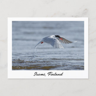 Suomi, Finland nature photo  Postcard