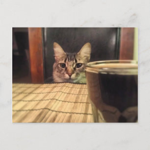 Sup Beer? Funny Humour Kitty Cat Photo Photography Postcard