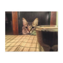 Sup Beer? Funny Humour Kitty Cat Photo Photography