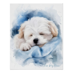 Super cute angel sleeping puppy Maltese Dog 004 Poster