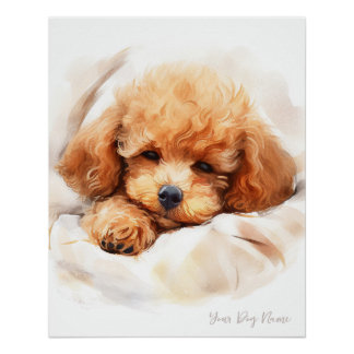 Super cute angel sleeping puppy Poodle Dog 003 Poster