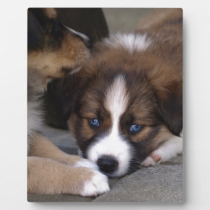 Super Cute Australian Shepherd Puppy Plaque