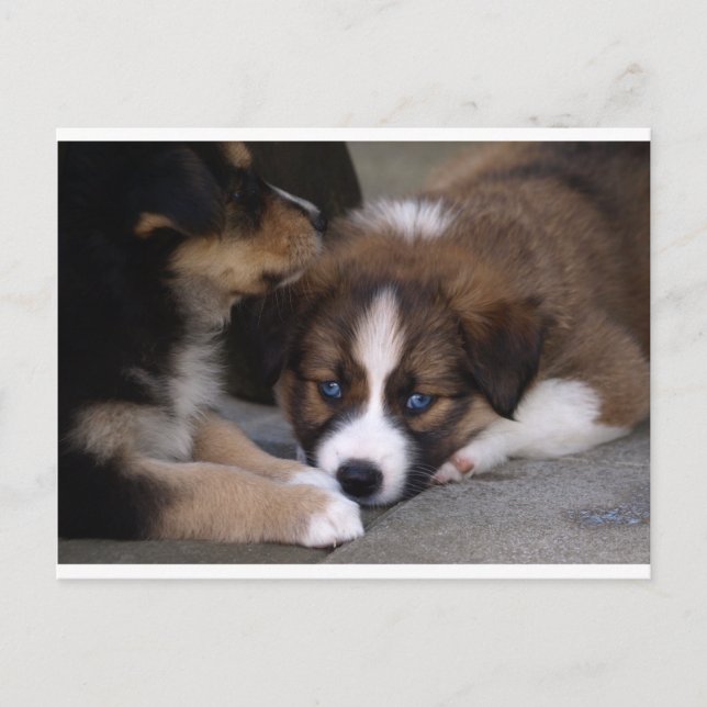 Super Cute Australian Shepherd Puppy Postcard (Front)