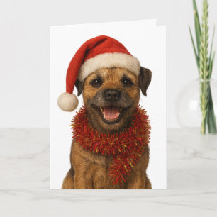 Super cute Border Terrier Christmas card