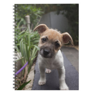 Super Cute Border Terrier puppy Notebook