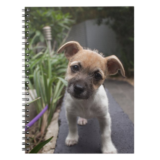 Super Cute Border Terrier puppy Notebook (Front)