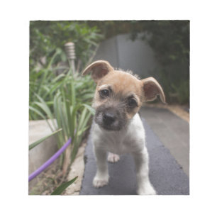 Super Cute Border Terrier puppy Notepad