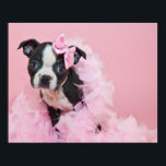 Super Cute Boston Terrier Puppy Wearing A Boa Poster<br><div class="desc">Pretty In Pink</div>