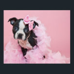 Super Cute Boston Terrier Puppy Wearing A Boa Poster<br><div class="desc">Pretty In Pink</div>