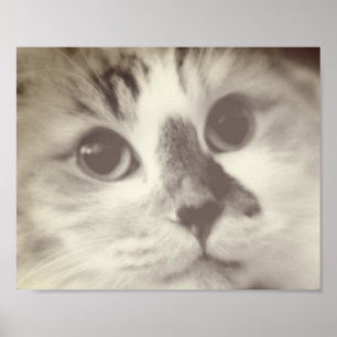 SUPER CUTE Cat Closeup Portrait Photograph Poster