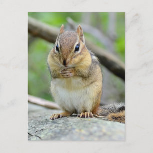 Super Cute Chipmunk Posing Sweetly Postcard