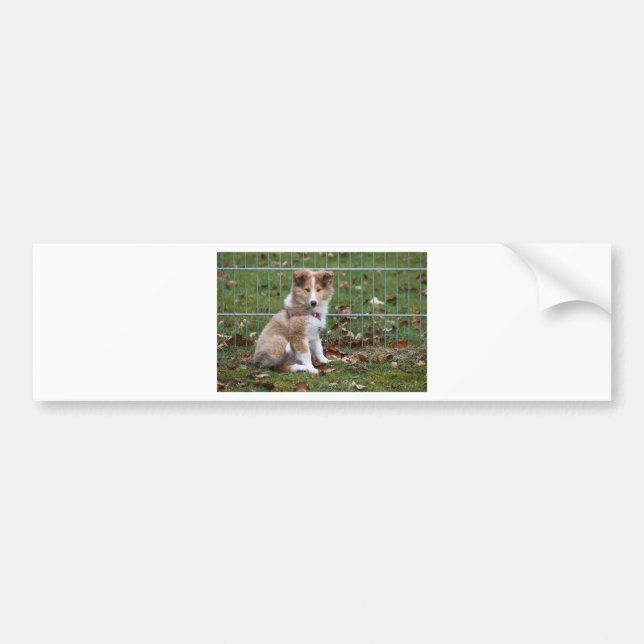 Super Cute Collie Bumper Sticker (Front)