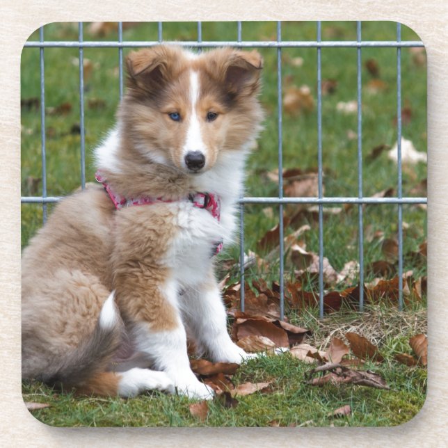 Super Cute Collie Coaster (Front)