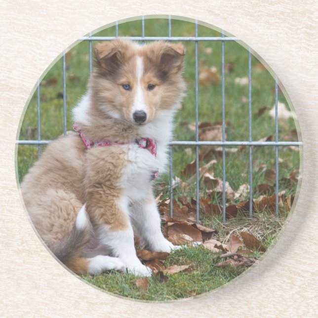 Super Cute Collie Coaster (Front)