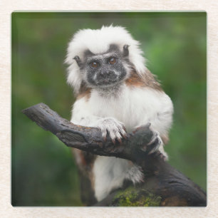 Super Cute Cotton Top Tamarin Primate Glass Coaster