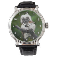 Super Cute Cotton Top Tamarin Primate