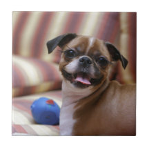 Super Cute dog with her favourite ball