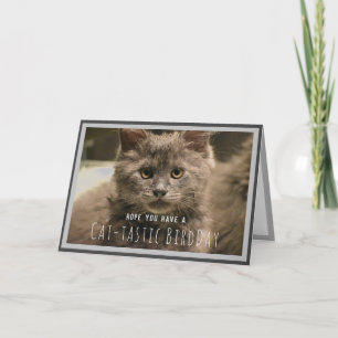 Super Cute Grey Kitten Funny Birthday Card