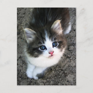 Super Cute Kitten Cat Photograph Postcard