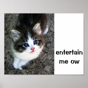 SUPER CUTE Kitten Customisable Poster