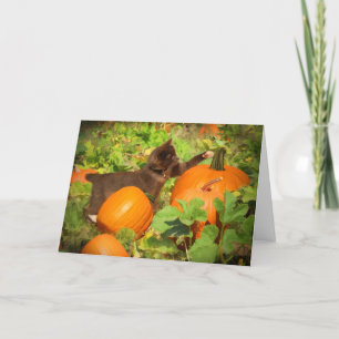 Super Cute Kitten in Pumpkin Patch Halloween Card