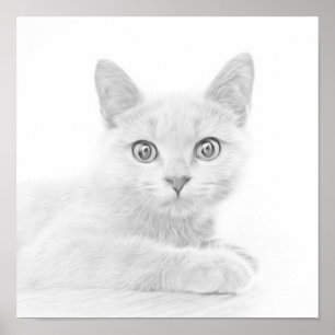 SUPER CUTE Kitten Portrait Photograph Poster