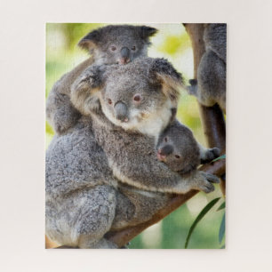 Super Cute Koala Wildlife Family Group Jigsaw Puzzle