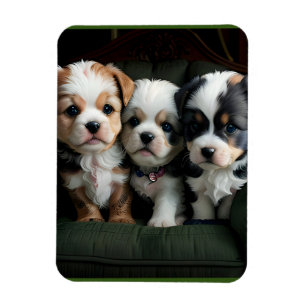 Super Cute Puppies on the Couch 2 Magnet