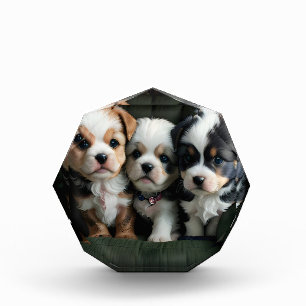 Super Cute Puppies on the Couch 2 Photo Block