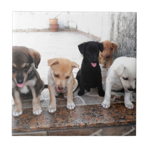 Super Cute Puppies Photo Tile
