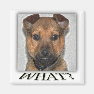 Super cute puppy magnet