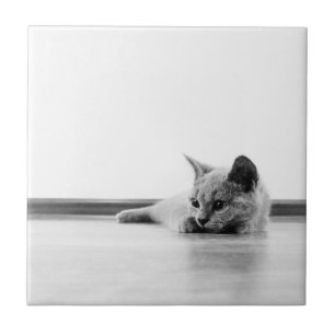 Super Cute Scottish Fold Kitten Cat Ceramic Tile