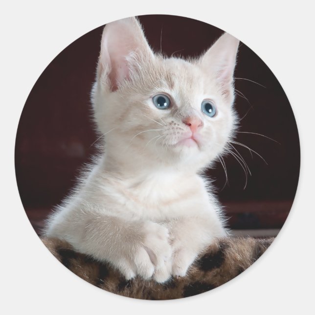 Super Cute White Kitten Classic Round Sticker (Front)