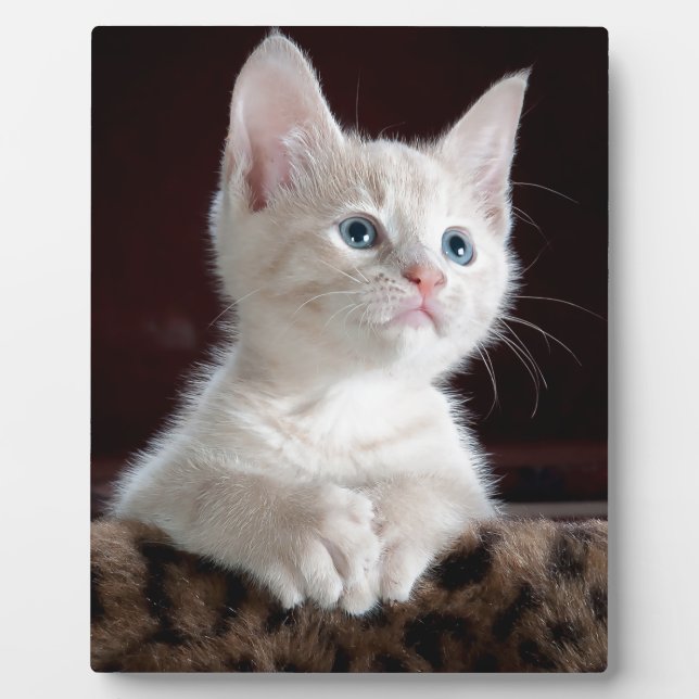 Super Cute White Kitten Plaque (Front)