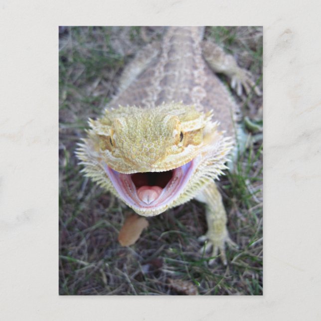 Super Happy Bearded Dragon Postcard (Front)