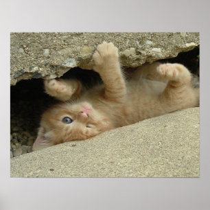 Super Hero Kitty Cat Humour Poster