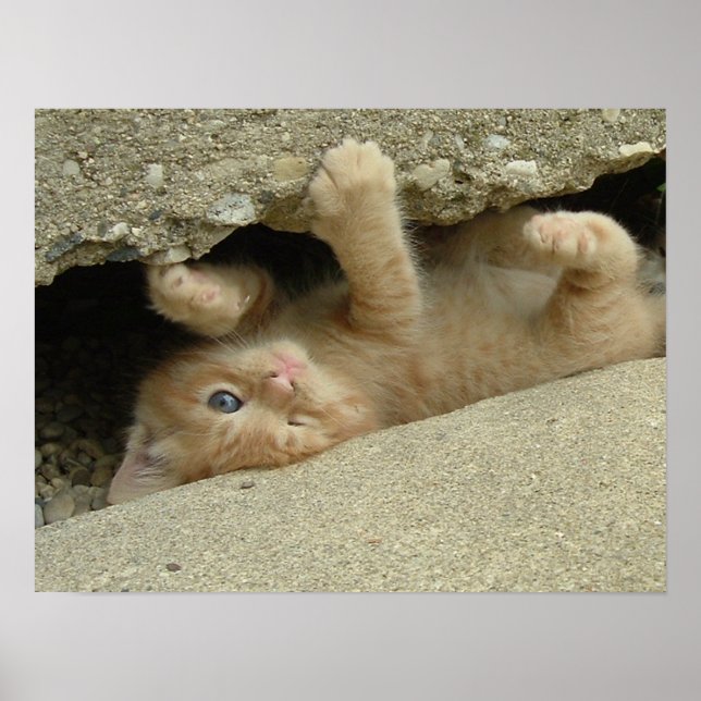 Super Hero Kitty Cat Humour Poster (Front)