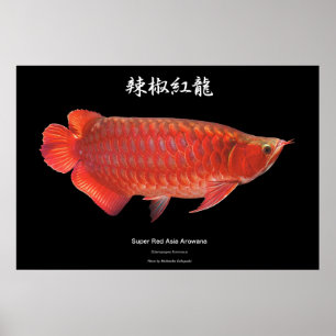 Super Red Alowana Poster