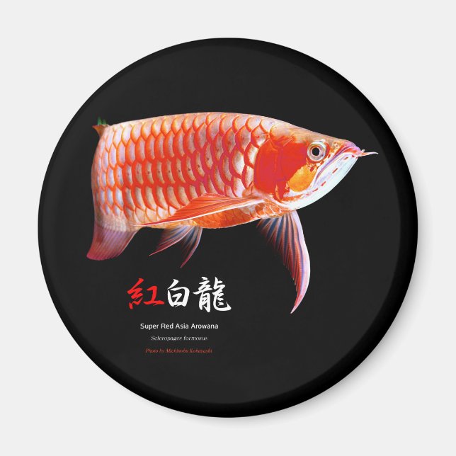 Super Red Arowanaの冷蔵庫マグネット,No.01 Magnet (Front)