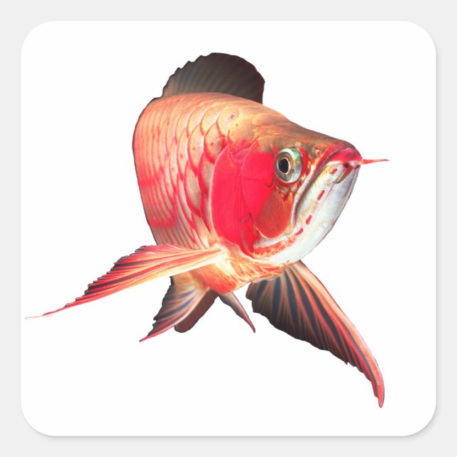 Super Red Arowanaの製品 Square Sticker (Front)