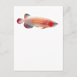 “Super Red Arowana”の優良製品 2 Postcard